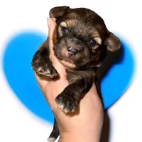 Sable boy, a male Yorkshire Terrier for sale in Tarpon Springs, FL – Photo 1 of 4