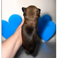 Sable boy, a male Yorkshire Terrier for sale in Tarpon Springs, FL – Photo 3 of 4