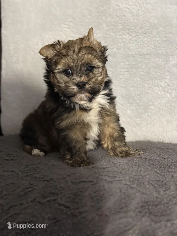 READY!!!! No waiting – Yorkshire Terrier puppy for sale in Tarpon Springs, FL