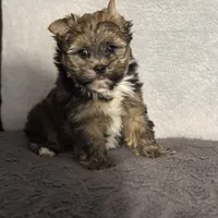 READY!!!! No waiting, a male Yorkshire Terrier for sale in Tarpon Springs, FL – Photo 1 of 8