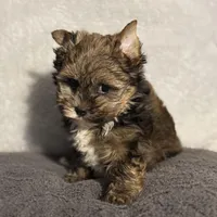 READY!!!! No waiting, a male Yorkshire Terrier for sale in Tarpon Springs, FL – Photo 4 of 8