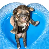 Sable boy, a male Yorkshire Terrier for sale in Tarpon Springs, FL – Photo 4 of 4