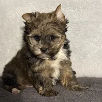 READY!!!! No waiting, a male Yorkshire Terrier for sale in Tarpon Springs, FL – Photo 5 of 8