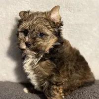 READY!!!! No waiting, a male Yorkshire Terrier for sale in Tarpon Springs, FL – Photo 6 of 8