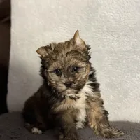 READY!!!! No waiting, a male Yorkshire Terrier for sale in Tarpon Springs, FL – Photo 2 of 8