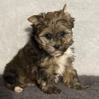 READY!!!! No waiting, a male Yorkshire Terrier for sale in Tarpon Springs, FL – Photo 3 of 8