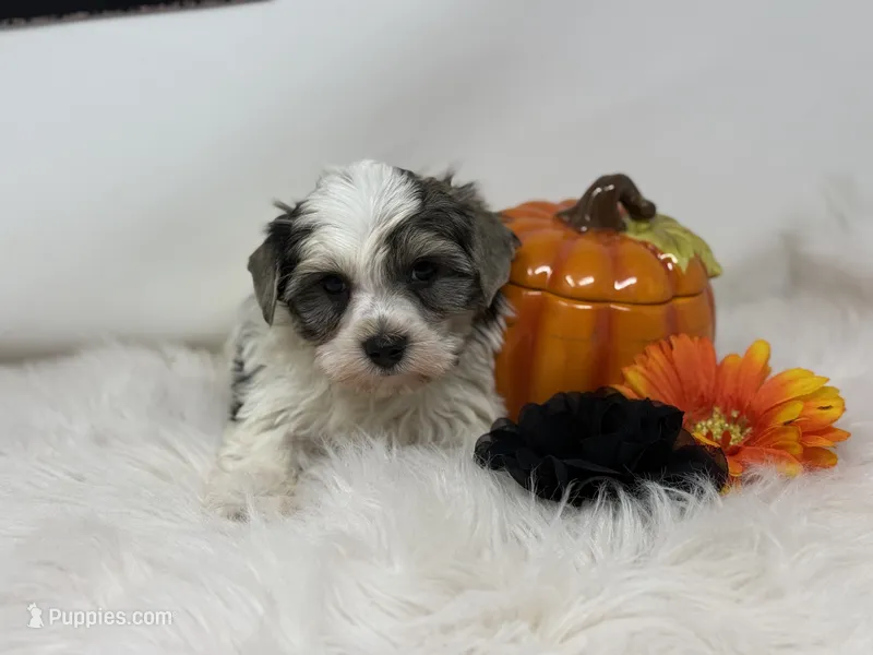 Sable parti – Yorkshire Terrier puppy for sale in Tarpon Springs, FL
