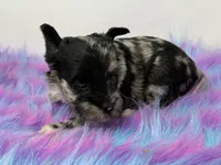 Moana, a female Yorkshire Terrier for sale in Tarpon Springs, FL – 3 of 10