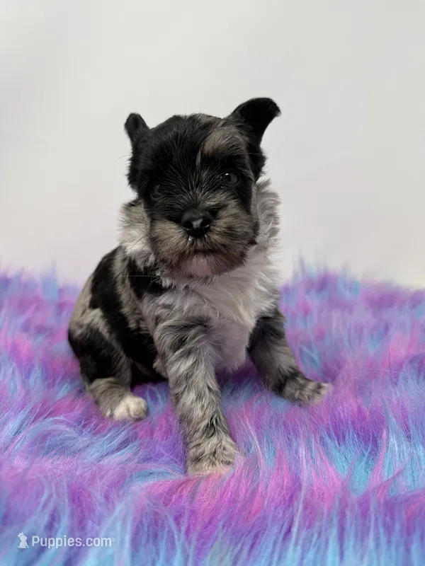 Moana – Yorkshire Terrier puppy for sale in Tarpon Springs, FL