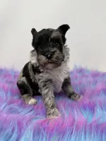 Moana, a female Yorkshire Terrier for sale in Tarpon Springs, FL – 4 of 10
