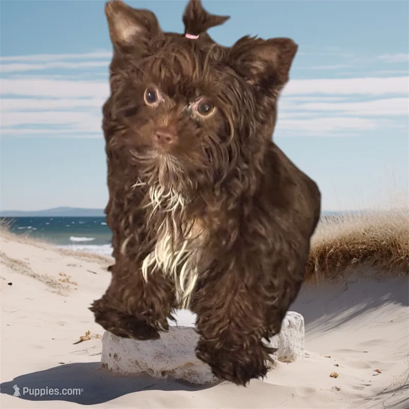 Kisses – Yorkshire Terrier puppy for sale in Tarpon Springs, FL