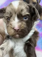 Lavender merle, a male Yorkshire Terrier for sale in Tarpon Springs, FL – 10 of 10
