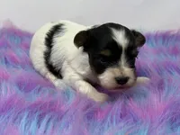 Parti girl, a female Yorkshire Terrier for sale in Tarpon Springs, FL – 5 of 5