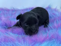 Onyx, a female Yorkshire Terrier for sale in Tarpon Springs, FL – 5 of 7