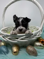 Oreo is Ready!, a male Yorkshire Terrier for sale in Tarpon Springs, FL – 5 of 5