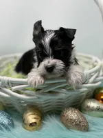 Oreo is Ready!, a male Yorkshire Terrier for sale in Tarpon Springs, FL – 2 of 5