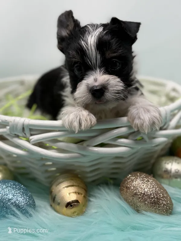Oreo is Ready! – Yorkshire Terrier puppy for sale in Tarpon Springs, FL