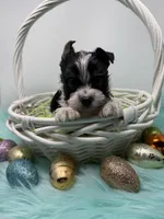 Oreo is Ready!, a male Yorkshire Terrier for sale in Tarpon Springs, FL – 4 of 5