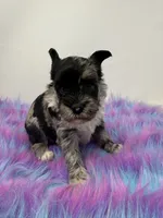 Moana, a female Yorkshire Terrier for sale in Tarpon Springs, FL – 5 of 10