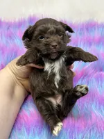 Bella, a female Yorkshire Terrier for sale in Tarpon Springs, FL – 2 of 9