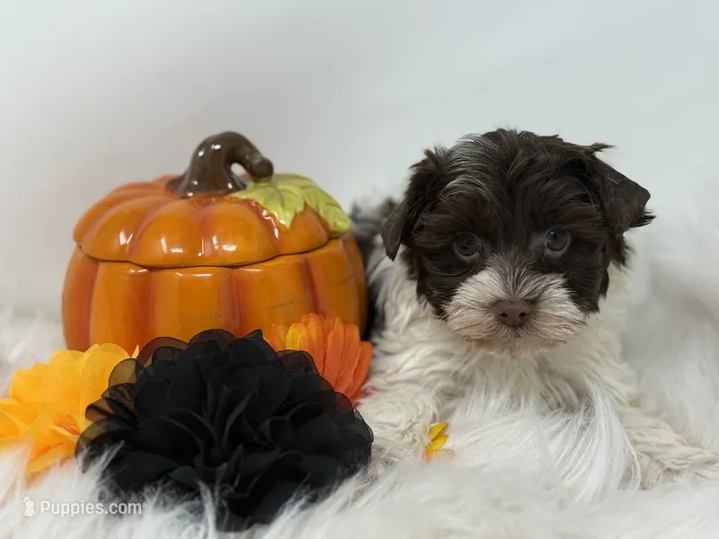 Dark choc parti – Yorkshire Terrier puppy for sale in Tarpon Springs, FL