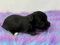 Onyx, a female Yorkshire Terrier for sale in Tarpon Springs, FL – 2 of 7