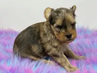 Sable merle, a male Yorkshire Terrier for sale in Tarpon Springs, FL – 3 of 10