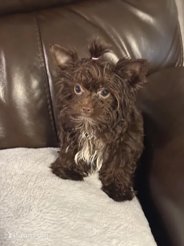 Kisses – Yorkshire Terrier puppy for sale in Tarpon Springs, FL