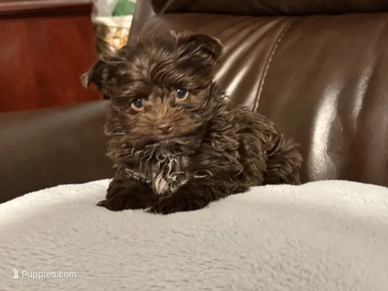 Kisses – Yorkshire Terrier puppy for sale in Tarpon Springs, FL