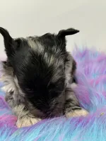 Moana, a female Yorkshire Terrier for sale in Tarpon Springs, FL – 7 of 10