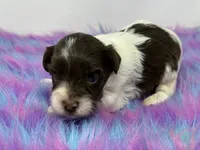 Dark choc parti, a male Yorkshire Terrier for sale in Tarpon Springs, FL – 3 of 4