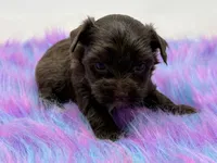 Bella, a female Yorkshire Terrier for sale in Tarpon Springs, FL – 3 of 9