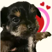 AKC Girl , a female Yorkshire Terrier for sale in Tarpon Springs, FL – 1 of 2