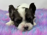 Raccoon , a female Yorkshire Terrier for sale in Tarpon Springs, FL – 6 of 7