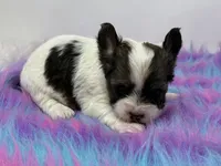 Raccoon , a female Yorkshire Terrier for sale in Tarpon Springs, FL – 4 of 7