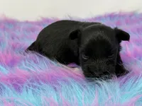 Onyx, a female Yorkshire Terrier for sale in Tarpon Springs, FL – 4 of 7