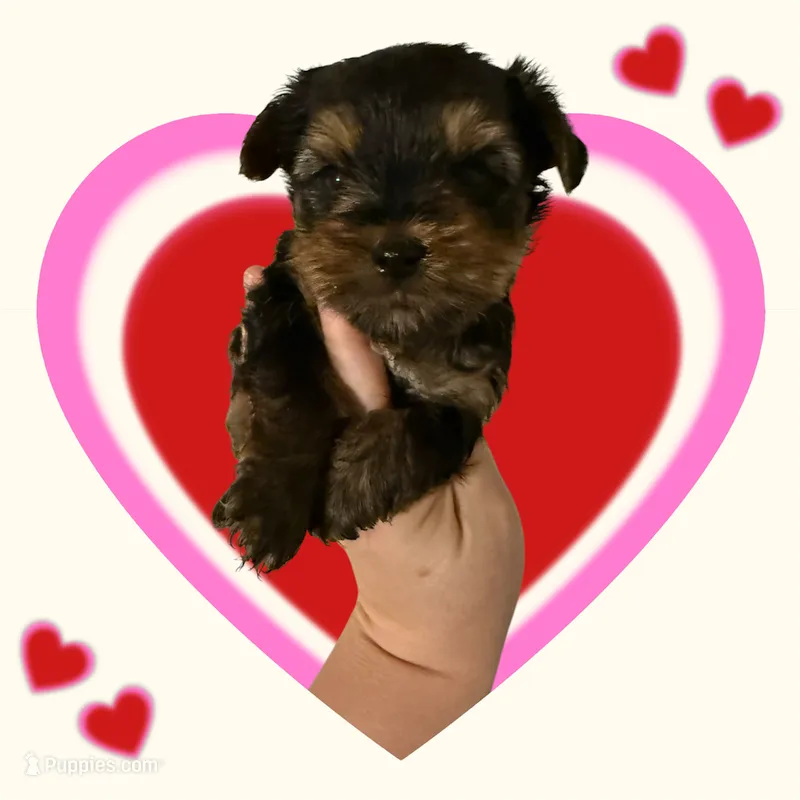 AKC boy  – Yorkshire Terrier puppy for sale in Tarpon Springs, FL