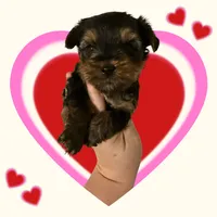 AKC boy , a male Yorkshire Terrier for sale in Tarpon Springs, FL – 1 of 2