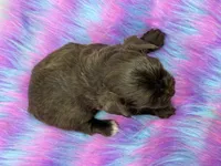 Bella, a female Yorkshire Terrier for sale in Tarpon Springs, FL – 8 of 9