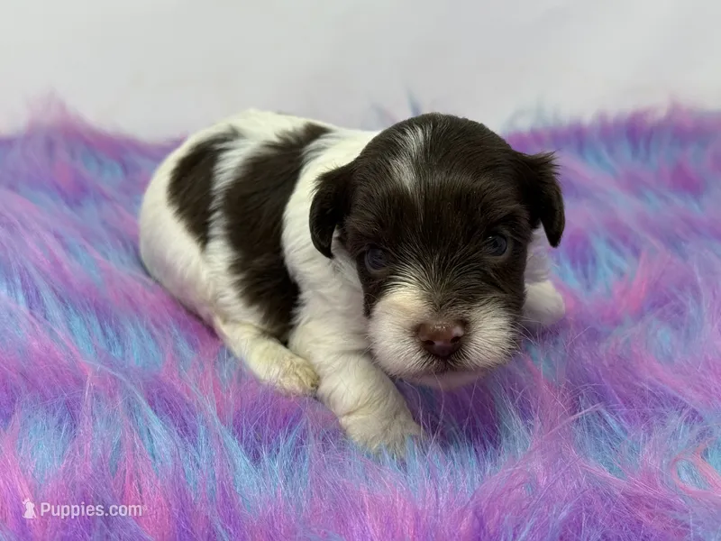 Dark choc parti – Yorkshire Terrier puppy for sale in Tarpon Springs, FL