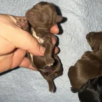 Solid chocolate , a female Yorkshire Terrier for sale in Tarpon Springs, FL – Photo 2 of 2