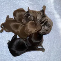 Solid chocolate , a female Yorkshire Terrier for sale in Tarpon Springs, FL – Photo 1 of 2