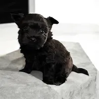 Micro tiny boy, a male Yorkshire Terrier for sale in Tarpon Springs, FL – Photo 2 of 3