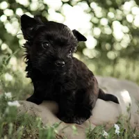 Micro tiny boy, a male Yorkshire Terrier for sale in Tarpon Springs, FL – Photo 1 of 3