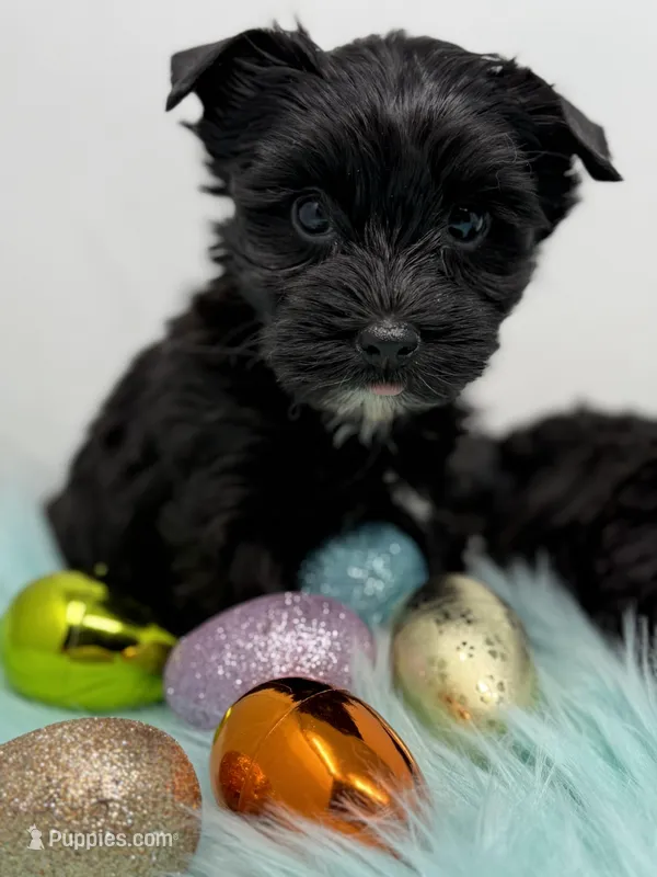 Bella – Yorkshire Terrier puppy for sale in Tarpon Springs, FL