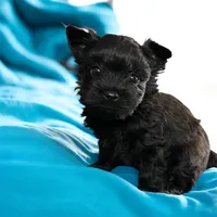 Micro tiny boy, a male Yorkshire Terrier for sale in Tarpon Springs, FL – Photo 3 of 3