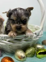 Blue Merle is READY , a male Yorkshire Terrier for sale in Tarpon Springs, FL – Photo 2 of 5