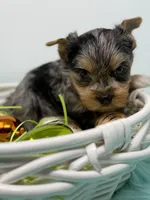 Blue Merle is READY , a male Yorkshire Terrier for sale in Tarpon Springs, FL – Photo 4 of 5