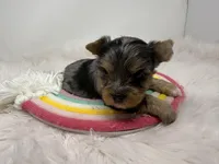 Blue Merle , a male Yorkshire Terrier for sale in Tarpon Springs, FL – Photo 4 of 8