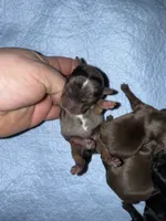 Blue, a male Yorkshire Terrier for sale in Tarpon Springs, FL – Photo 2 of 2